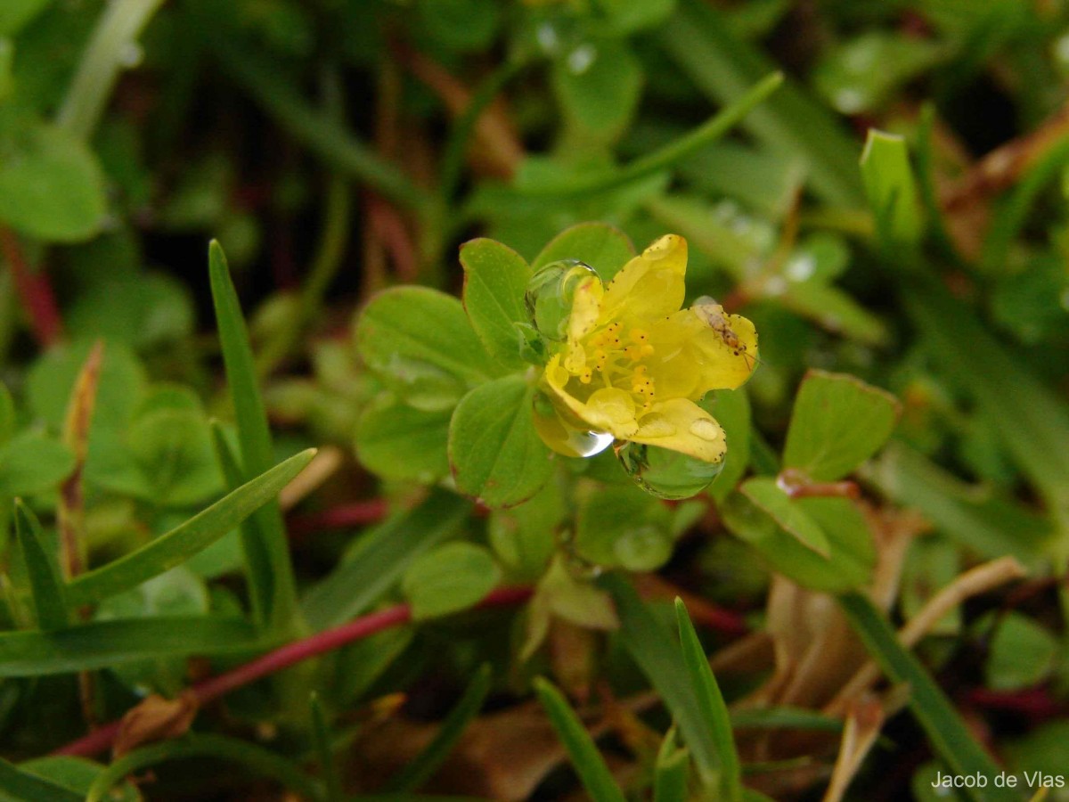 Hypericum humifusum L.